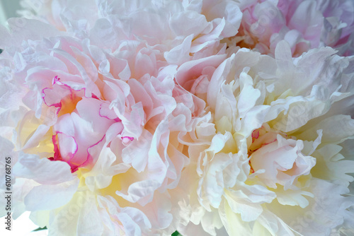 Bouquet of stylish peonies close-up. Pink peony flowers. Close-up of flower petals. Floral greeting card or wallpaper. Delicate abstract floral pastel background 
