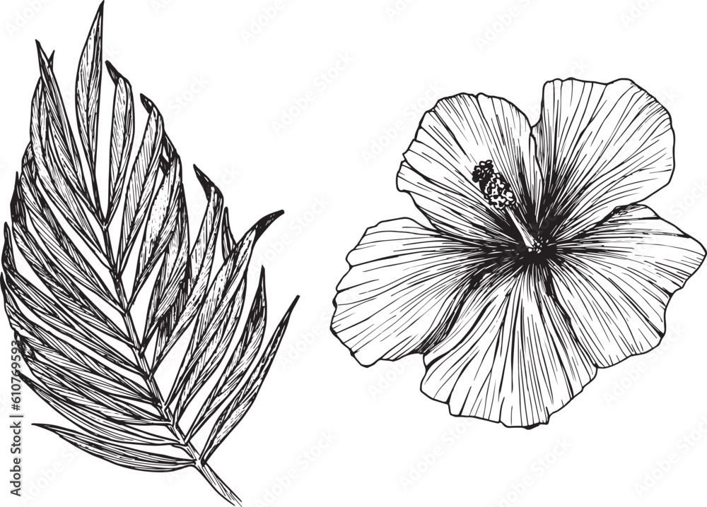 Obraz premium Vector illustration of tropical flowers and leaves. Clipart of hibiscus, palm leaf, ink sketch with no background. Isolated elements for the design of cards, packaging, tattoos, logos