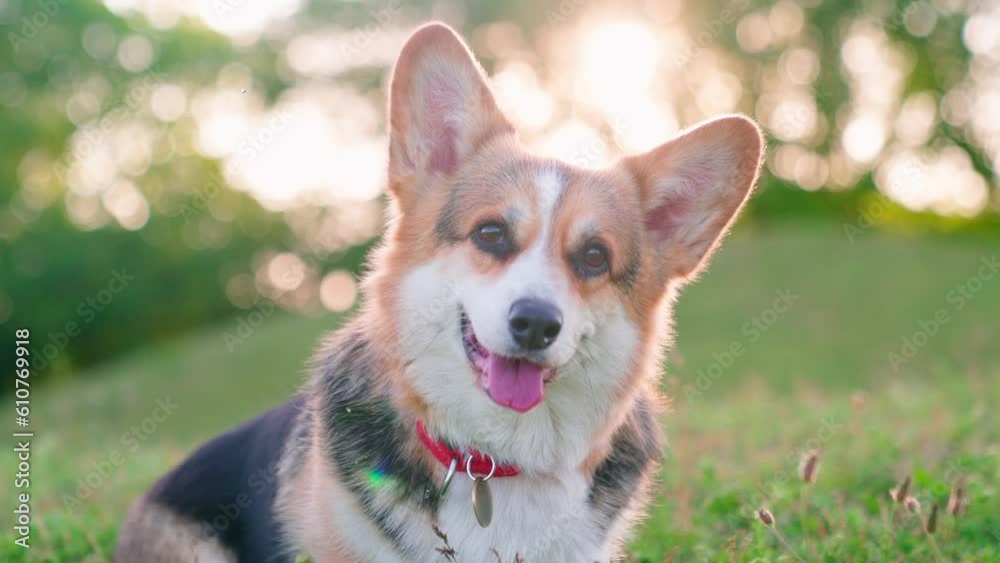 Pembroke Welsh Corgi Sunset Green Grass Pembroke Welsh Corgi Sunset Green Grass