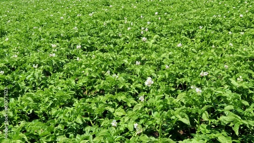 Wallpaper Mural Potato grows in the field, blooms .Concept farm, agronomist, gardening, harvest, food,fertilizer, cultivation, varieties, colorado potato beetle, spraying,organic,environment,countryside, village.  Torontodigital.ca