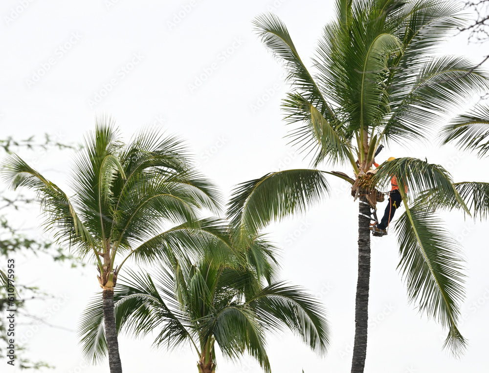 Obraz premium Palm tree trimmer.
