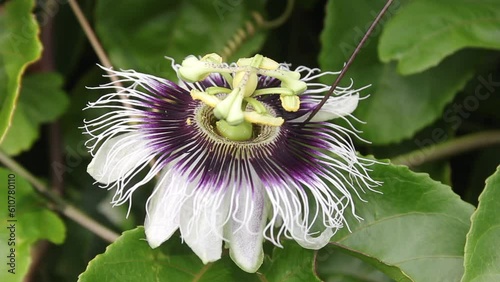 passion fruit flower with purple, white and green colors in organic tropical fruit plantation