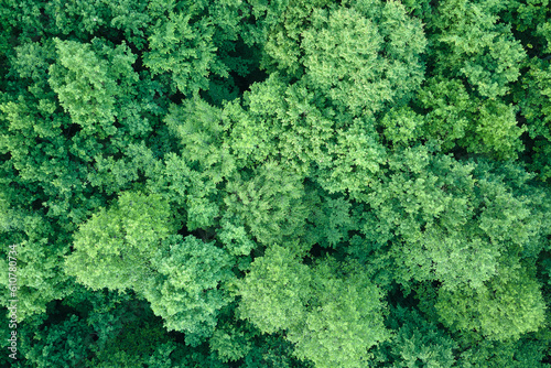 Top down flat aerial view of dark lush forest with green trees canopies in summer