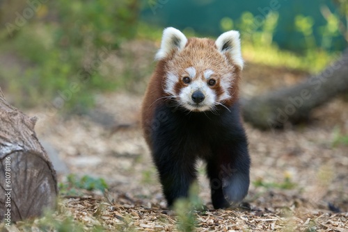 red panda in the forest photo