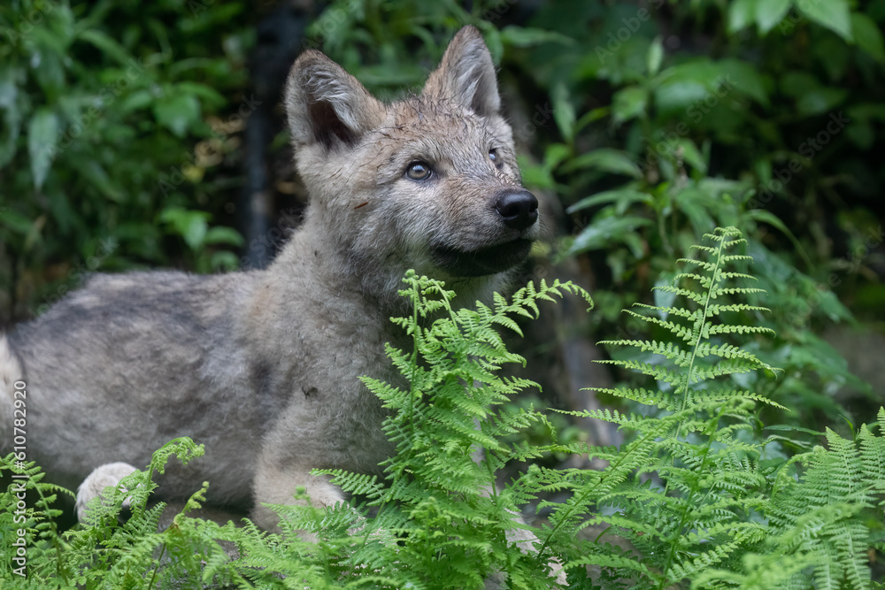 Wolf Puppy, Captivating Image of a Wolf Pup Amidst Lush Green Ferns. A Symbol of Nature's Resilience and Beauty. Wildlife Photography. Wolf Puppy, Captivating Image of a Wolf Pup Amidst Lush Green Ferns. A Symbol of Nature's Resilience and Beauty. Wildlife Photography.
