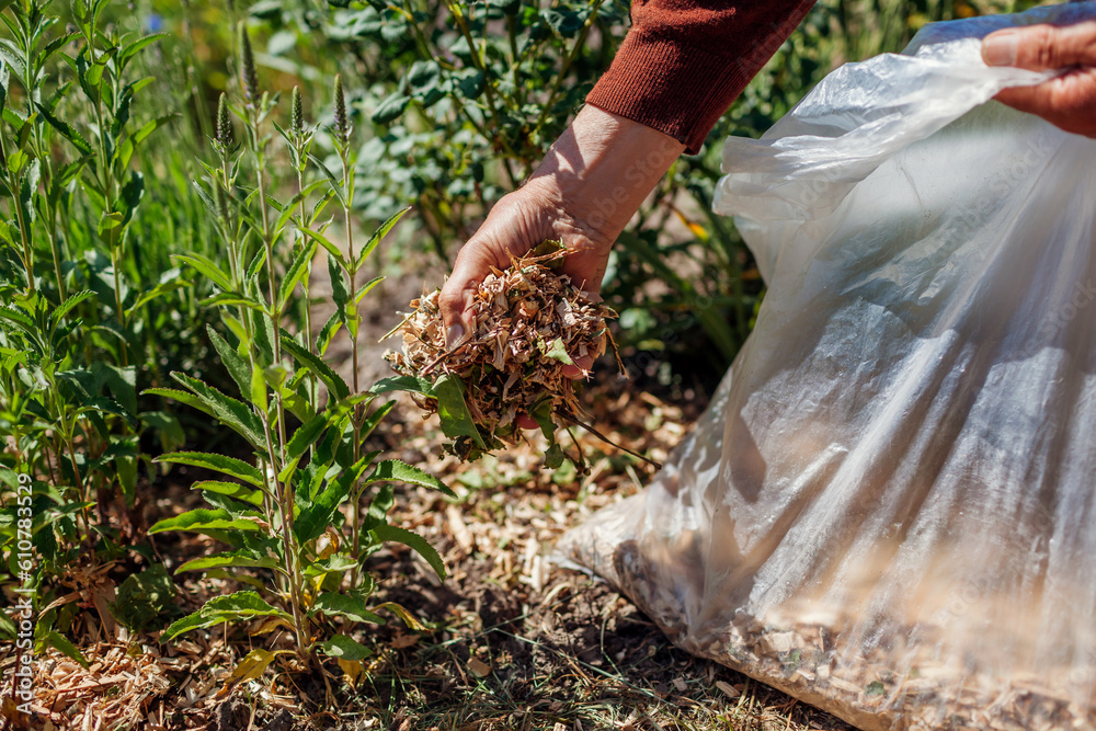 Gardener mulching summer garden with shredded wood mulch. Man puts