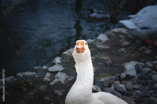 Selective blur on the head of a goose, white, staring angry with blue eyes, ready to attack belonging to the family of domestic goose. These are common geese, a symbol of the anser domesticus family. photo