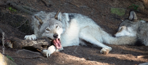 Wolf, A Gripping Portrait of a Wolf Chewing on a Mighty Bone, Eyes Piercing with Fierce Determination.  Wildlife Photography.  photo