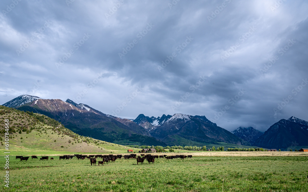 Paradise Valley Cows and Snow Capped mountains