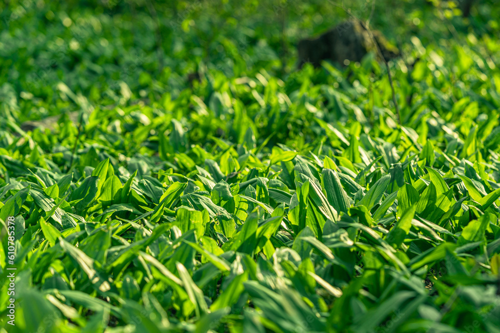 Delicious wild ramson growing in the forest. Wild garlic during the season in spring. Natural botanical outdoor background. Edible plant in its natural habitat Delicious wild ramson growing in the forest. Wild garlic during the season in spring. Natural botanical outdoor background. Edible plant in its natural habitat