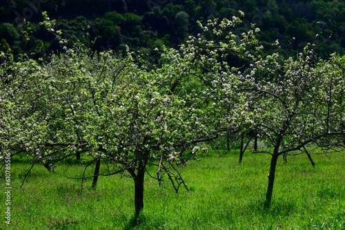 Apple tree orchards in Asturias, spring white blossom of apple trees, production of famous cider in Asturias, Comarca de la Sidra region, Spain photo