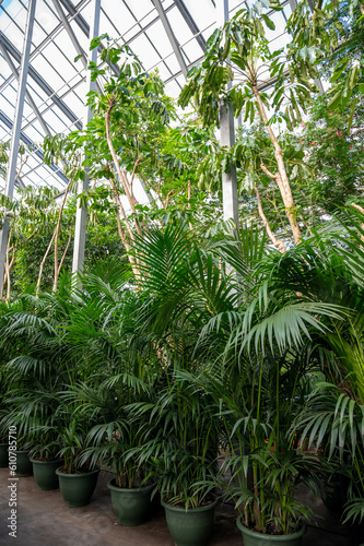 Cultivation of differenent tropical and exotic indoor palms and evergreen plants in glasshouse in Westland, North Holland, Netherlands. Flora industry