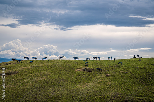 Bleu Horses of Three Forks Montana 