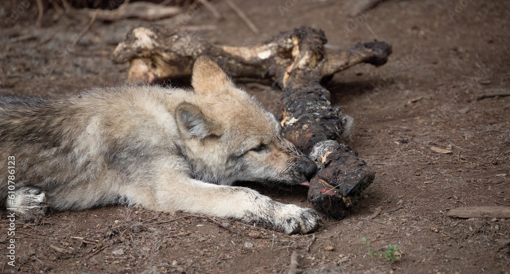 Wolf Puppy, Feasting in the Wild: Captivating Snapshot of a Wolf Puppy Engrossed in Chewing on a Mighty Bone or Carcass. Wildlife Photography. Wolf Puppy, Feasting in the Wild: Captivating Snapshot of a Wolf Puppy Engrossed in Chewing on a Mighty Bone or Carcass. Wildlife Photography.