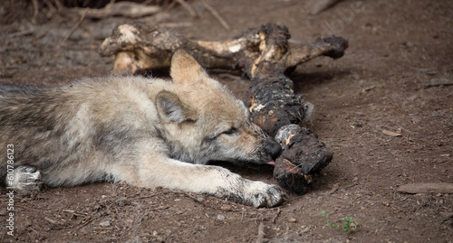 Wolf Puppy  Feasting in the Wild  Captivating Snapshot of a Wolf Puppy Engrossed in Chewing on a Mighty Bone or Carcass.  Wildlife Photography.