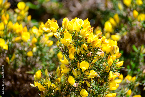 Yellow flowers of Ulex  commonly known as gorse  furze  or whin is genus of flowering plants in the family Fabaceae