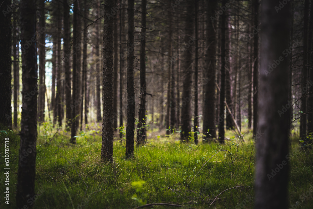 Fototapeta premium morning in the woods
