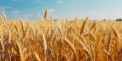 Banner Yellow agriculture field with ripe wheat and blue sky. Field of Southern Ukraine with harvest.