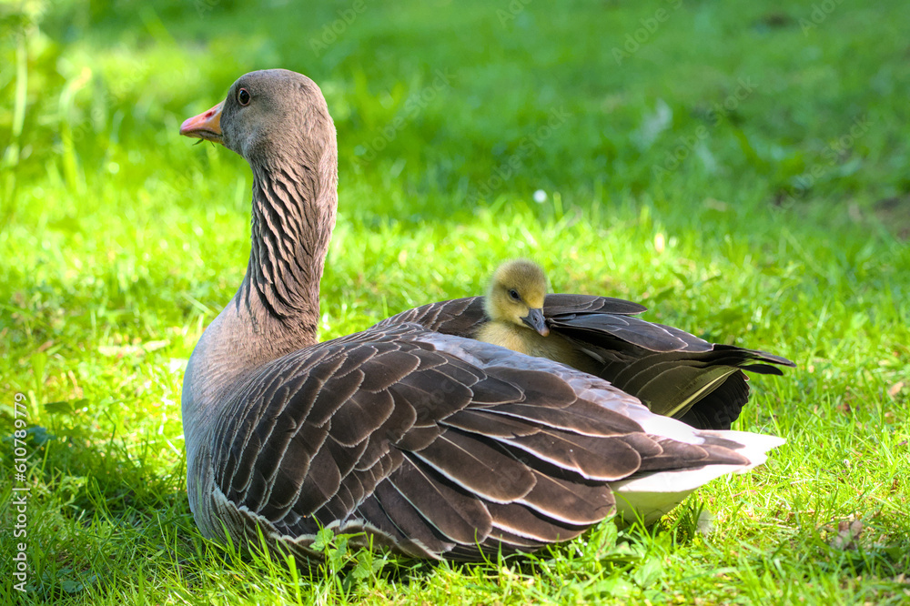a greylag goose with her baby gosling in the plumage
a greylag goose with her baby gosling in the plumage