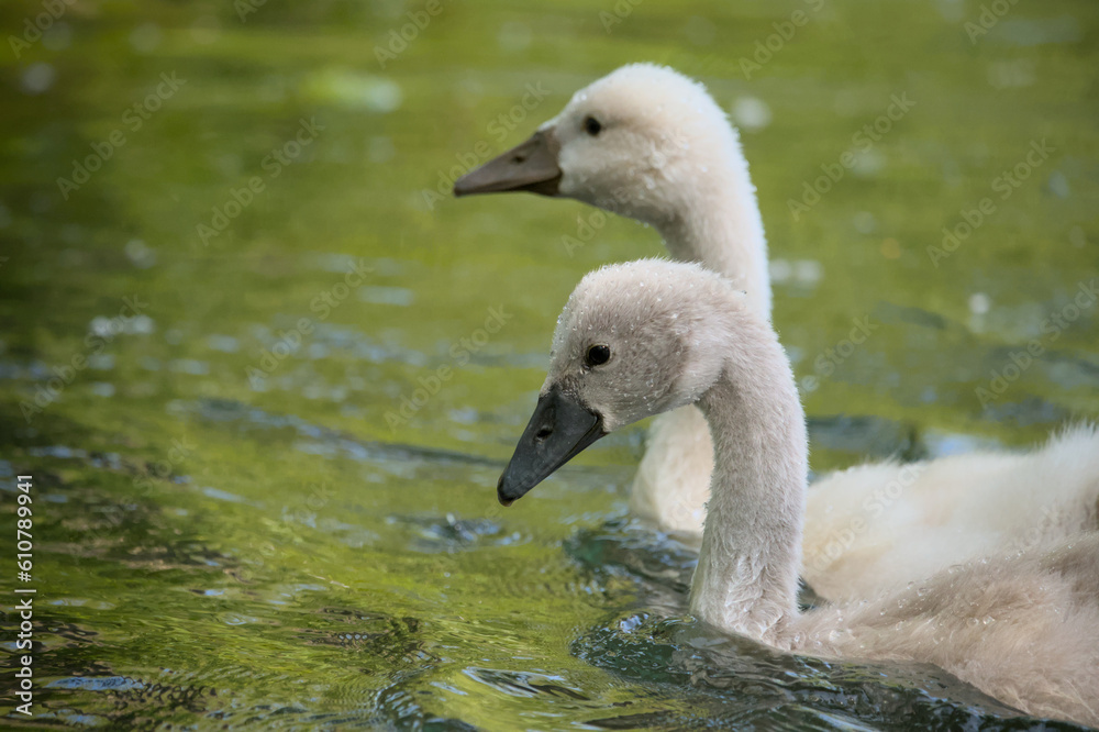 very cute little swan fledgling in the water very cute little swan fledgling in the water