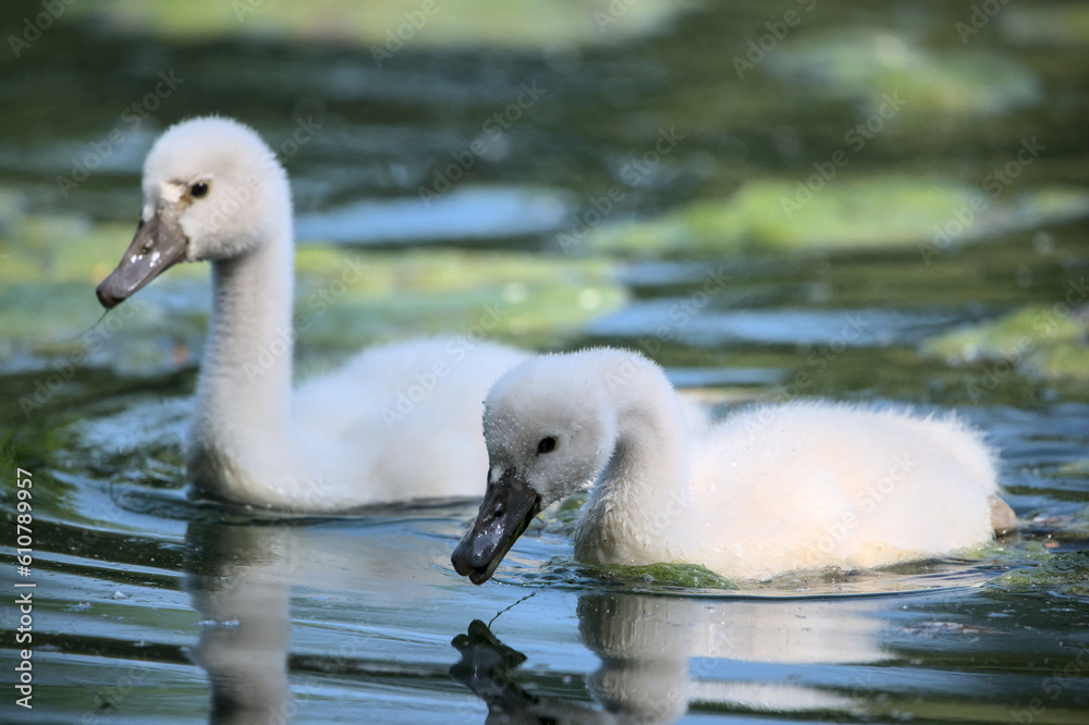 very cute little swan fledgling in the water very cute little swan fledgling in the water