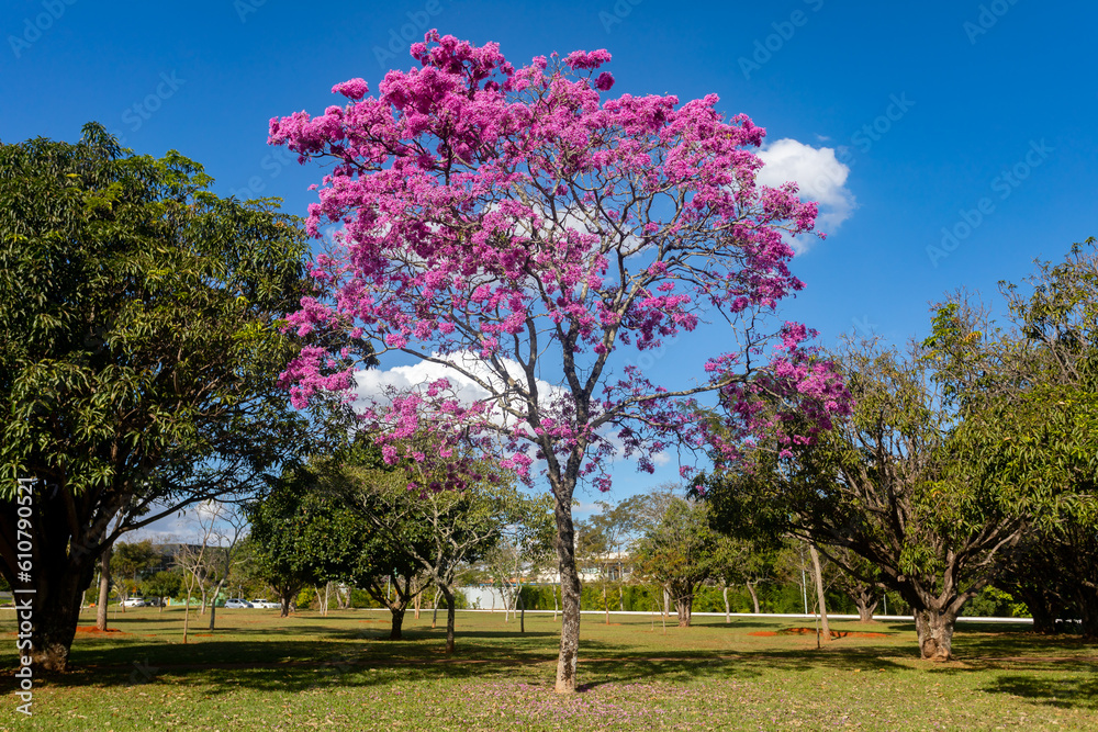 The most beautiful trees in flower: Pink Trumpet Tree (Tabebuia impetiginosa or Handroanthus impetiginosus). The most beautiful trees in flower: Pink Trumpet Tree (Tabebuia impetiginosa or Handroanthus impetiginosus).