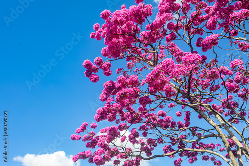 The most beautiful trees in flower: Pink Trumpet Tree (Tabebuia impetiginosa or Handroanthus impetiginosus). photo