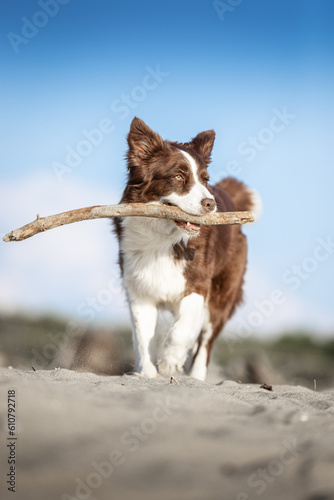 Cane che gioca con stecco photo