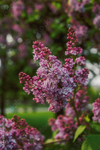 branch of lilac flowers in the park in spring