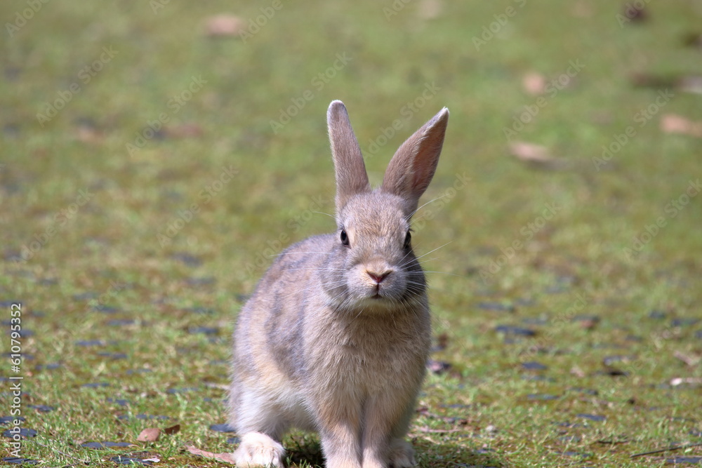 Fototapeta premium 大久野島のうさぎさん （広島県）