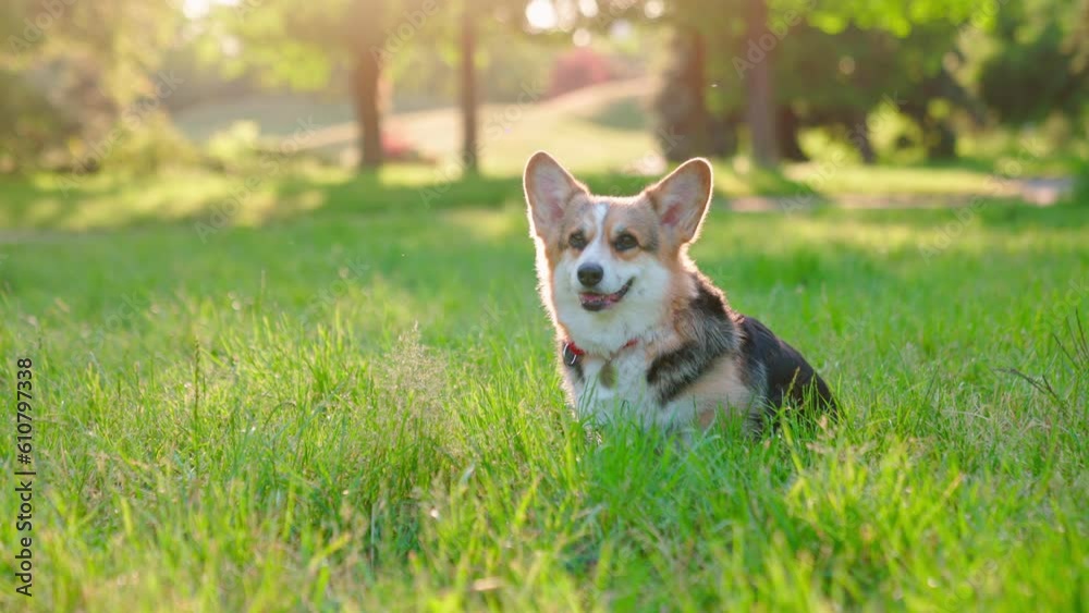 Pembroke Welsh Corgi Sunset Green Grass Pembroke Welsh Corgi Sunset Green Grass
