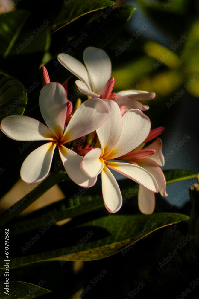 Fototapeta premium Plumeria flowers in a cluster growing on a plumeria tree in Hawaii.&nbsp;