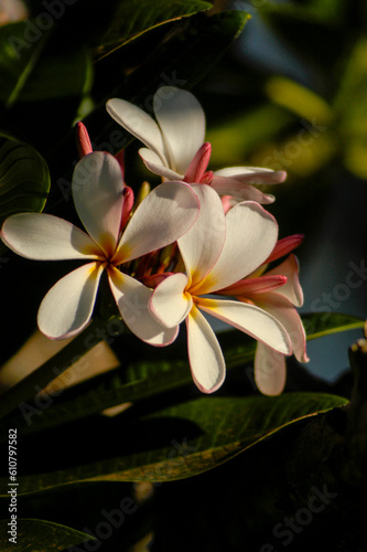 Plumeria flowers in a cluster growing on a plumeria tree in Hawaii.  