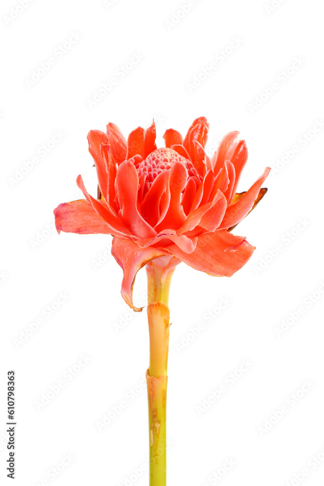Torch ginger isolated on white background. Ginger flower, red ginger