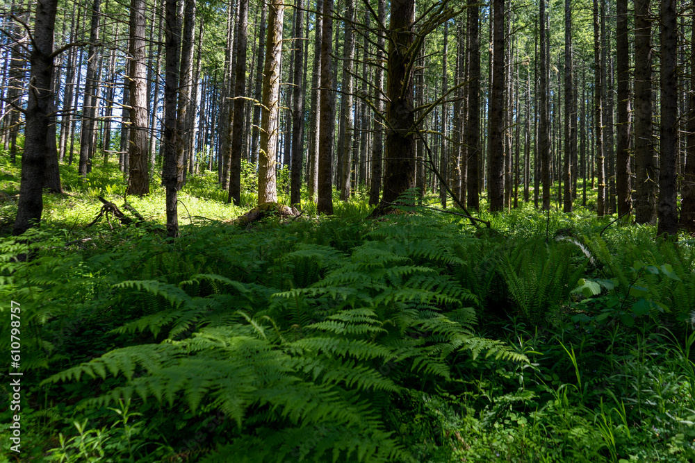 forest with ferns in the spring time forest with ferns in the spring time