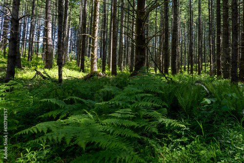 forest with ferns in the spring time 