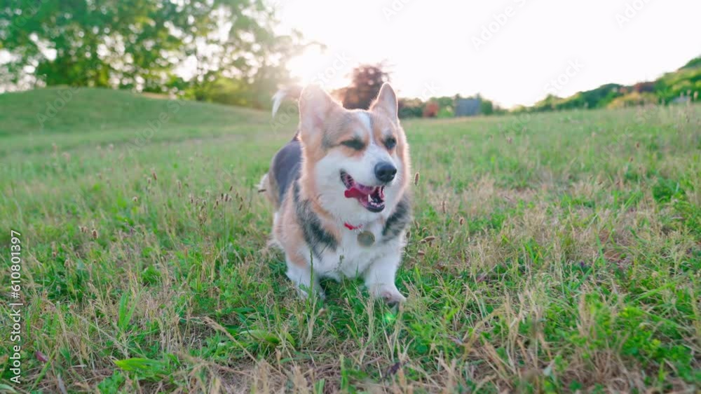 Pembroke Welsh Corgi Sunset Green Grass