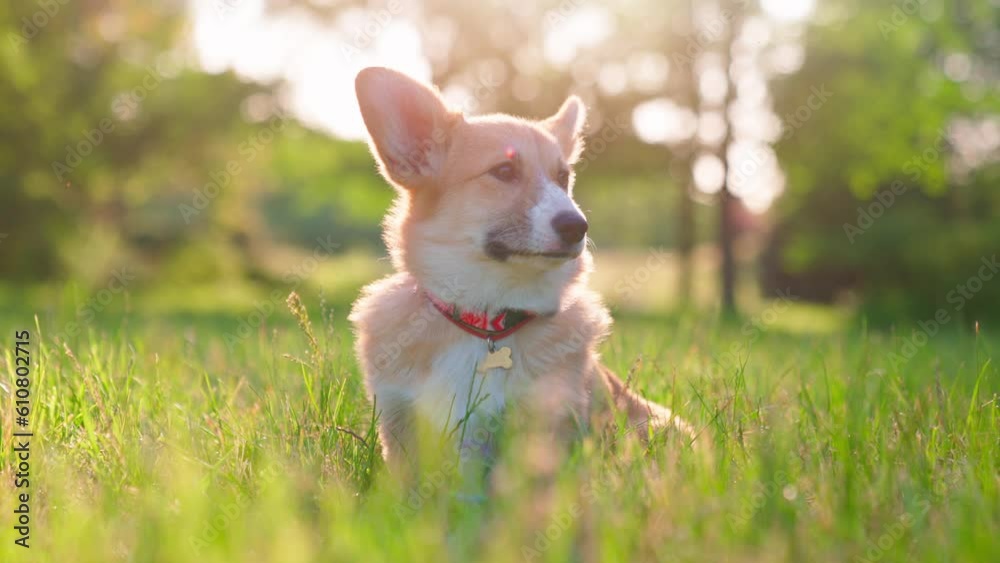 Pembroke Welsh Corgi Sunset Green Grass