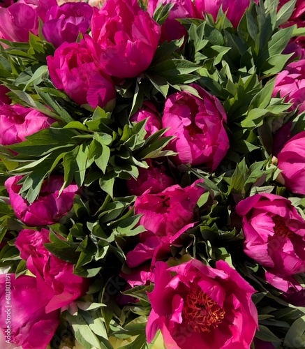 Red azaleas are blooming near Gervais Oregon