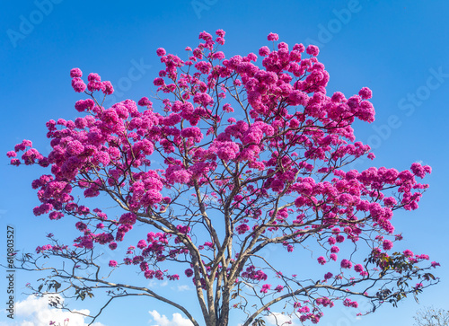 The most beautiful trees in flower: Pink Trumpet Tree (Tabebuia impetiginosa or Handroanthus impetiginosus). photo
