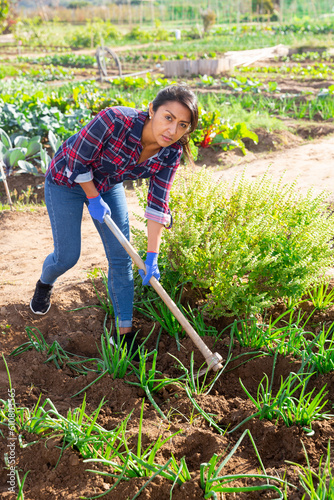 фотографія Skilled Columbian woman amateur gardener working with hoe in vegetable bed, hoei