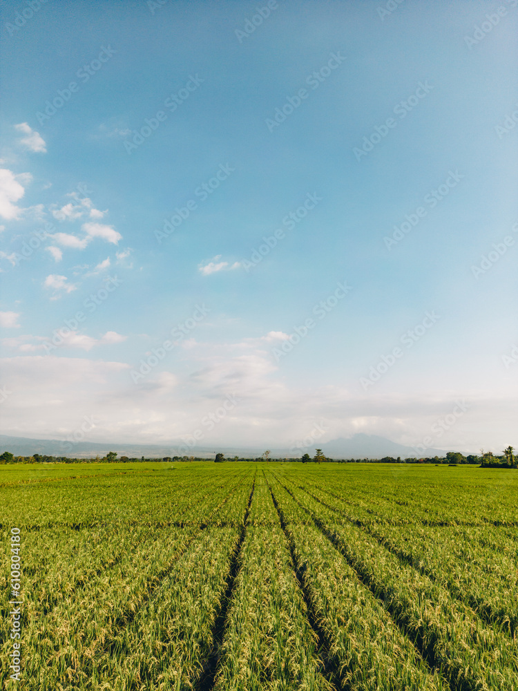 Aurial view of exotic bright, grassy agricultural rice field with a blue sky and white clouds