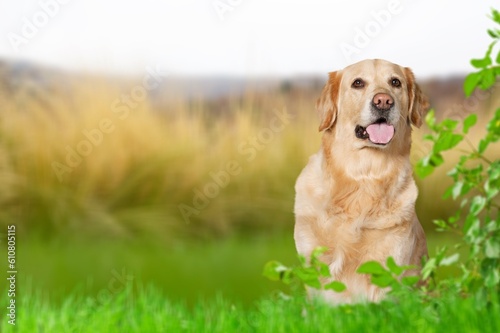 Portrait of a young smart dog at the green grass