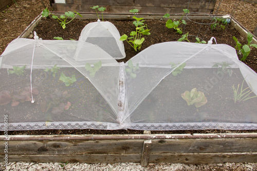 Photography protective netting over the seedlings in the vegetable garden