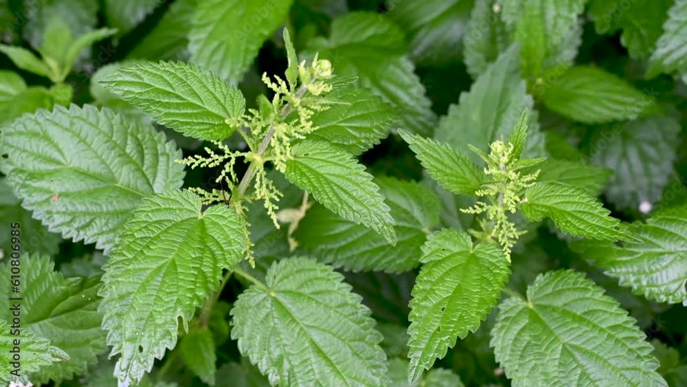 A stinging nettle growing in a forest. Common nettle in a field in spring. Urtica dioica, close up. A stinging nettle growing in a forest. Common nettle in a field in spring. Urtica dioica, close up.
