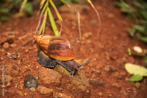 huge snail Achatina in its natural environment on brown sand, in Tanzania Africa.Close-up macro photo