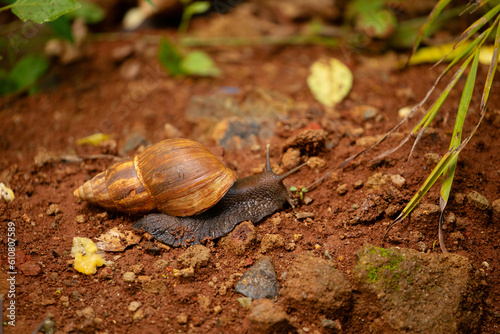 huge snail Achatina in its natural environment on brown sand, in Tanzania Africa.Close-up macro