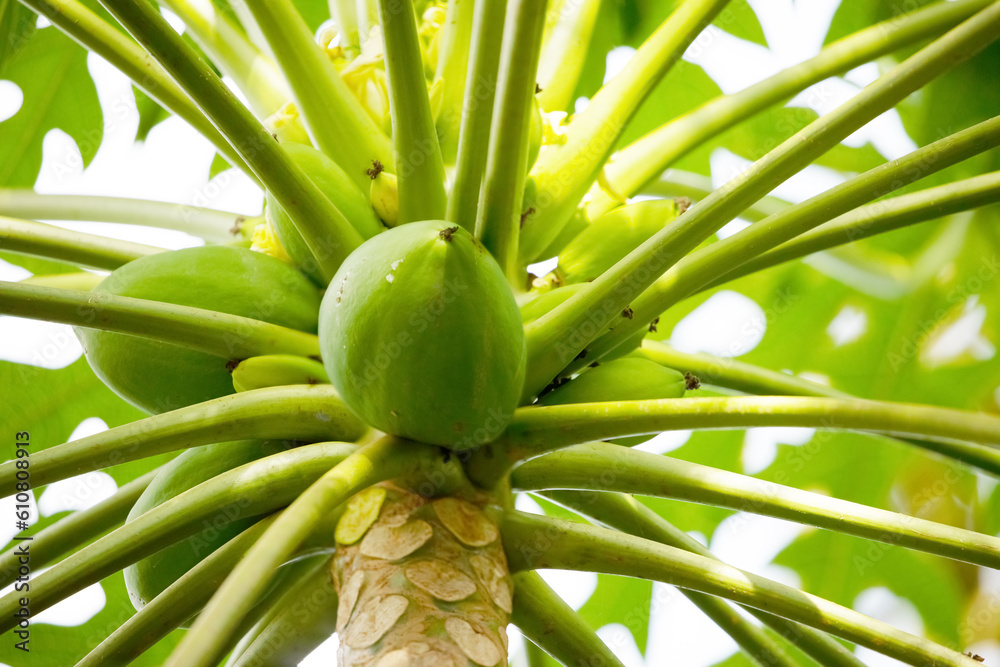 Obraz premium Nature fresh yellow papaya on tree with many fruits.