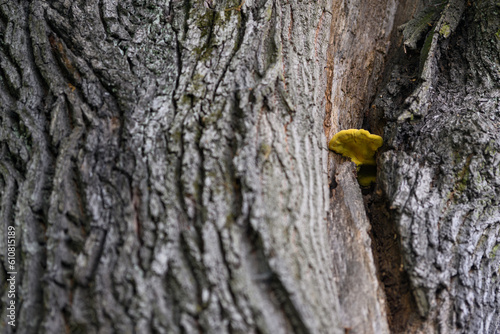 Yellow wood rot fungus on an oak trunk. photo