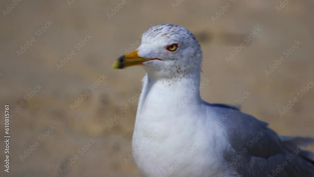 Lockdown Rack Focus Shot Of Seagull At Beach During Sunny Day - Miami, Florida Lockdown Rack Focus Shot Of Seagull At Beach During Sunny Day - Miami, Florida